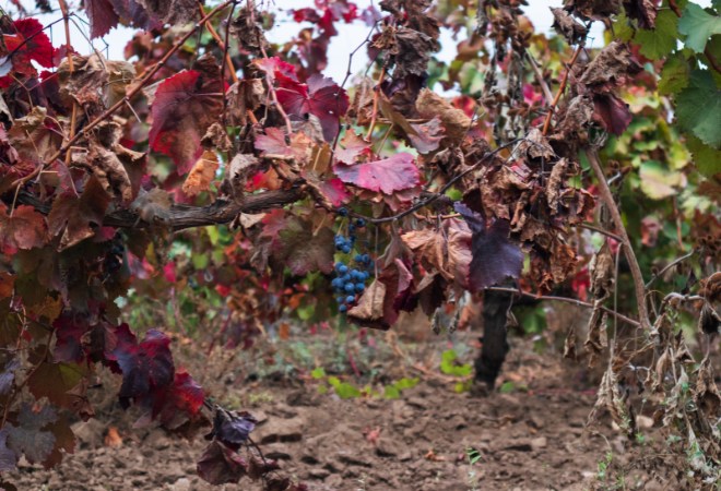 cambio-climatico-viticultura